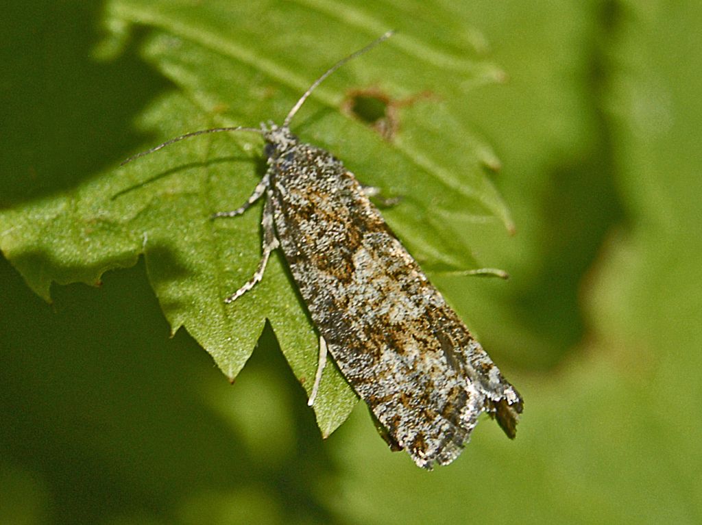 Cfr. Zeiraphera griseana e Zeiraphera griseana, Tortricidae